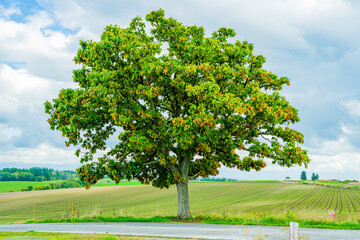 セブンスターの木と美瑛の丘（北海道）｜SevenStarsTree,BieiHills,Hokkaido