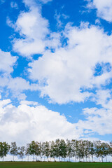 セブンスターの木と美瑛の丘（北海道）｜SevenStarsTree,BieiHills,Hokkaido