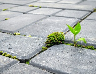 Small green sprouts pushing through gray paving stones