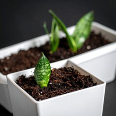 Small snake plants in white pots