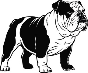 Bulldog animal drawing artistic sketch pet canine domestic dog breed strong features flat design vector illustration isolated on transparent background