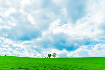 親子の木と美瑛の丘（北海道）｜OyakoTree,BieiHills,Hokkaido
