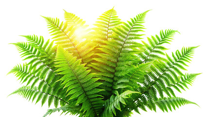 Fototapeta premium fern leaf isolated on white background