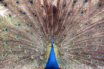 Obraz premium Vibrant Peacock With Full Tail Display, Blue Crest, Eye-Patterned Feathers Spread Wide