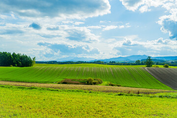 新栄の丘の風景（北海道・美瑛）｜ShineinoOka,Biei,Hokkaido