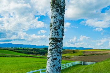 新栄の丘の風景（北海道・美瑛）｜ShineinoOka,Biei,Hokkaido