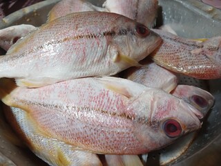 Yellow fin fish close up