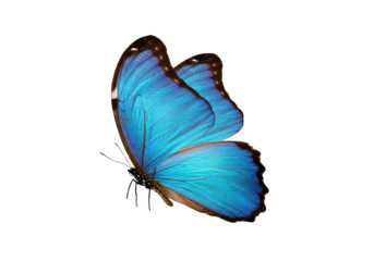 Vibrant blue morpho butterfly isolated PNG, tropical insect with detailed wings on transparent background for design and educational purposes