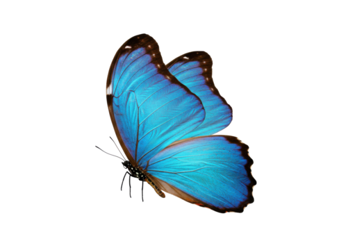 Vibrant blue morpho butterfly isolated PNG, tropical insect with detailed wings on transparent background for design and educational purposes
