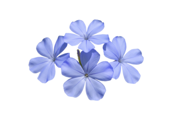 Plumbago auriculata flowers isolated on transparent background, cape leadwort PNG for design and decoration
