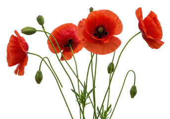 Vibrant red poppy flowers isolated on a clean background, delicate floral arrangement for spring designs and botanical themes