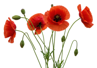 Vibrant red poppy flowers isolated on a clean background, delicate floral arrangement for spring designs and botanical themes