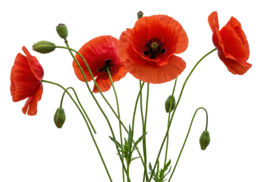 Vibrant red poppy flowers isolated on a clean background, delicate floral arrangement for spring designs and botanical themes
