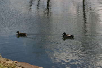 ducks in the lake