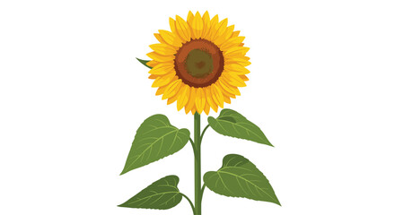 Obraz premium Illustration of a sunflower with yellow petals brown center green leaves on a white background