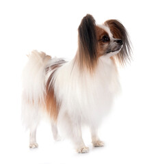 papillon dog in studio