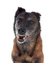 malinois in studio