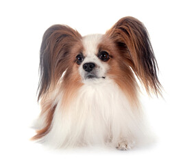 papillon dog in studio