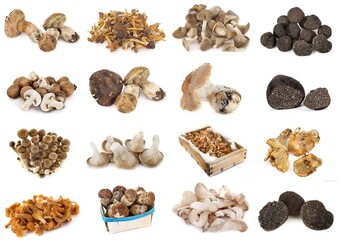 group of mushrooms
