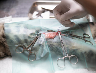 cat sterilization and vet