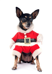 miniature pinscher in studio