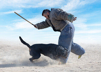 training of rottweiler