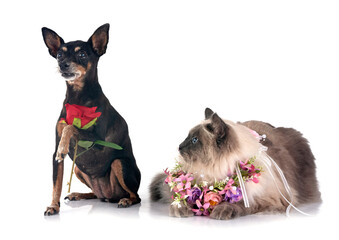siberian cat  and pinscher in studio