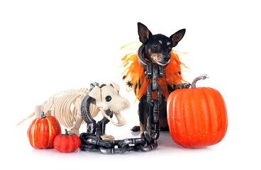 miniature pinscher in studio