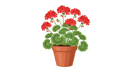 A potted geranium plant with red flowers and green leaves isolated on a white background illustration