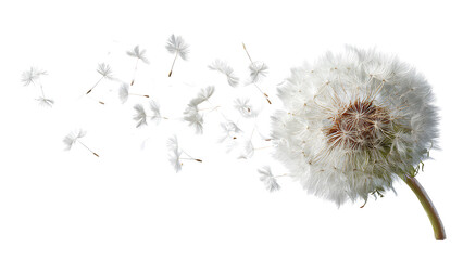 Dandelion Seeds Blowing in the Wind &ndash; Nature Freedom and Spring Concept