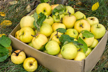 Harvest of yellow apples in a box. Ripe apples in an autumn garden