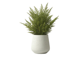 Potted green, feathery plant in a speckled white pot