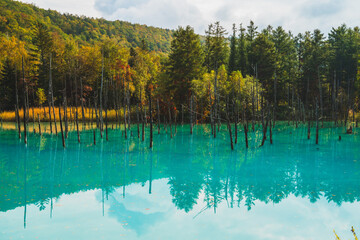 白金青い池（北海道・美瑛）｜BluePond,Biei,Hokkaido