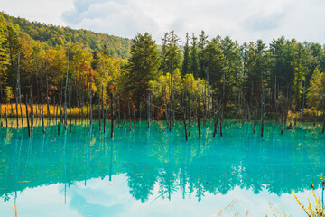 白金青い池（北海道・美瑛）｜BluePond,Biei,Hokkaido
