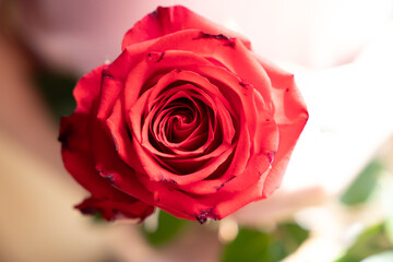 Czerwony kwiat róży widziany od góry