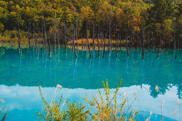白金青い池（北海道・美瑛）｜BluePond,Biei,Hokkaido