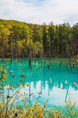 白金青い池（北海道・美瑛）｜BluePond,Biei,Hokkaido