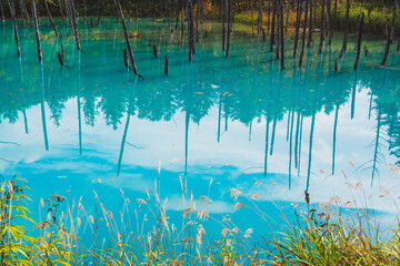 白金青い池（北海道・美瑛）｜BluePond,Biei,Hokkaido