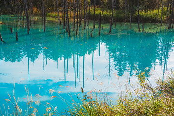 白金青い池（北海道・美瑛）｜BluePond,Biei,Hokkaido