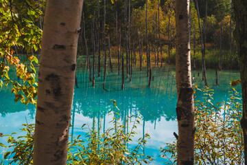 白金青い池（北海道・美瑛）｜BluePond,Biei,Hokkaido