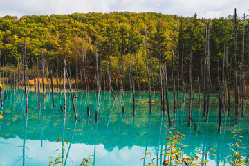 白金青い池（北海道・美瑛）｜BluePond,Biei,Hokkaido