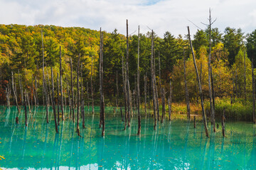 白金青い池（北海道・美瑛）｜BluePond,Biei,Hokkaido
