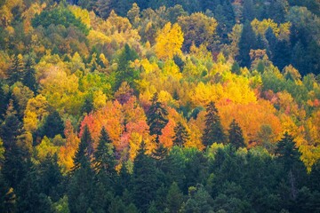 Obraz premium autumn colors in the forest