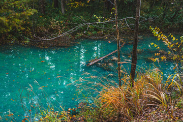 白金青い池（北海道・美瑛）｜BluePond,Biei,Hokkaido