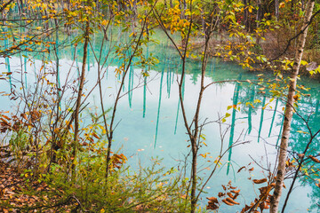 白金青い池（北海道・美瑛）｜BluePond,Biei,Hokkaido
