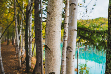 白金青い池（北海道・美瑛）｜BluePond,Biei,Hokkaido