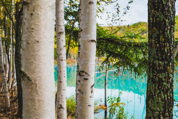 白金青い池（北海道・美瑛）｜BluePond,Biei,Hokkaido