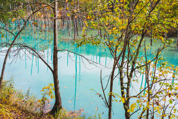 白金青い池（北海道・美瑛）｜BluePond,Biei,Hokkaido