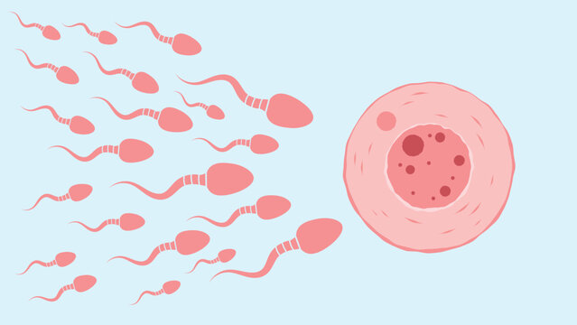 Numerous sperm cells swim toward a large human egg cell in a biological reproductive fertilization scene