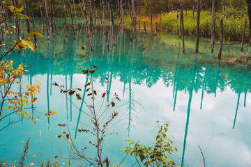白金青い池（北海道・美瑛）｜BluePond,Biei,Hokkaido